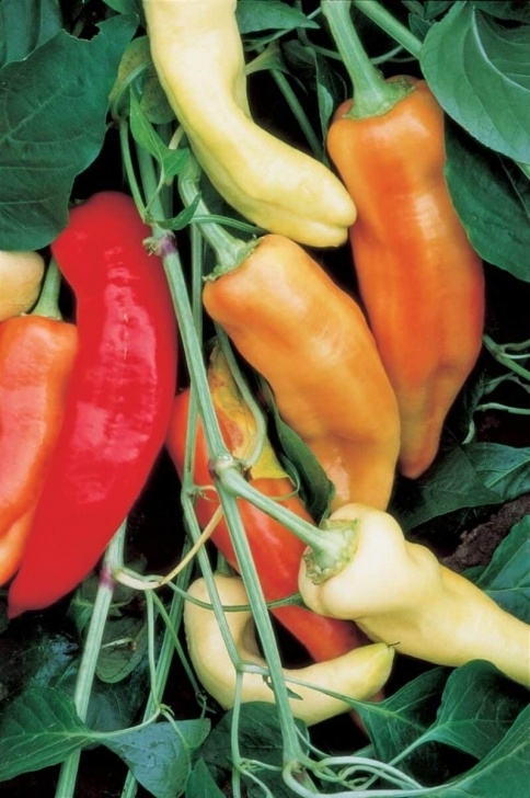 Sweet Banana Pepper Plant Sweet Banana Pepper Seeds - Seeds 'N Such Image 269