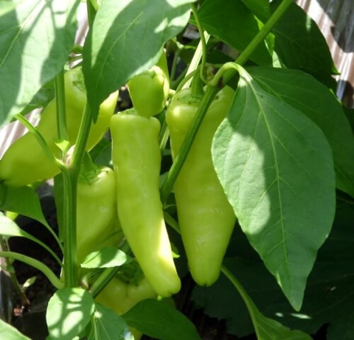 Sweet Banana Pepper Plant Sweet Pepper Sweet Banana - Tomato Plants Direct Picture 709