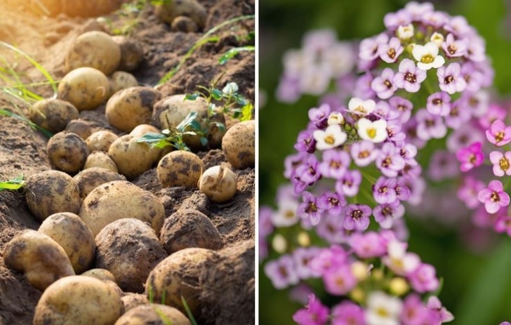 Sweet Potato Companion Plants 26 Plants You Should Always Grow Side-By-Side | Potato Photo 892