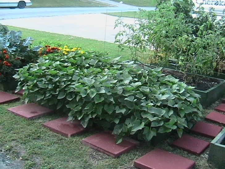 Sweet Potato Companion Plants Companion Gardening Organic Sweet Potatoes | Companion Photo 280