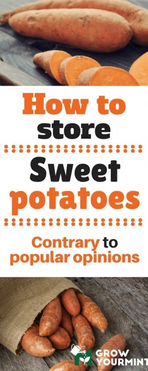 Sweet Potato Companion Plants How To Store Sweet Potatoes And Save Them For The Season Photo 192