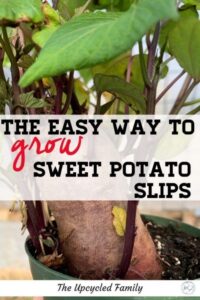 Sweet Potato Companion Plants The Faster Way To Grow Your Own Sweet Potatoes In 2020 Image 938
