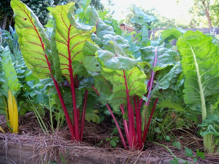 Swiss Chard Companion Plants Chard | Edible San Marcos'S Blog Image 164