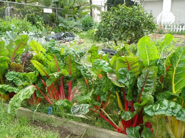 Swiss Chard Companion Plants Colorful Stems And Bright Green Leaves Make Swiss Chard Image 604