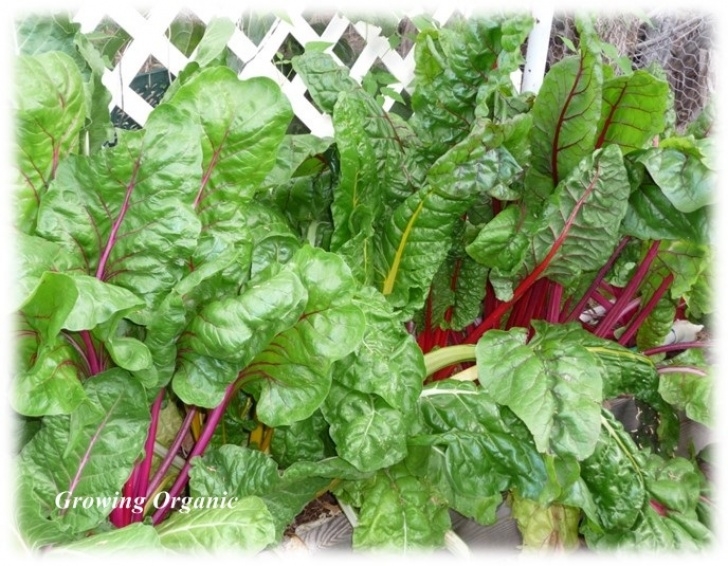 Swiss Chard Companion Plants Growing Organic : Swiss Chard: Planting Guide, Harvesting Picture 933