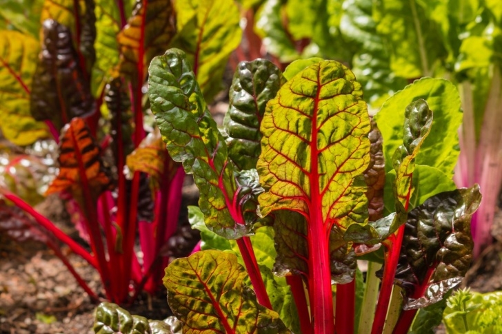 Swiss Chard Companion Plants Growing Swiss Chard In Autumn - How To Grow Swiss Chard In Image 395