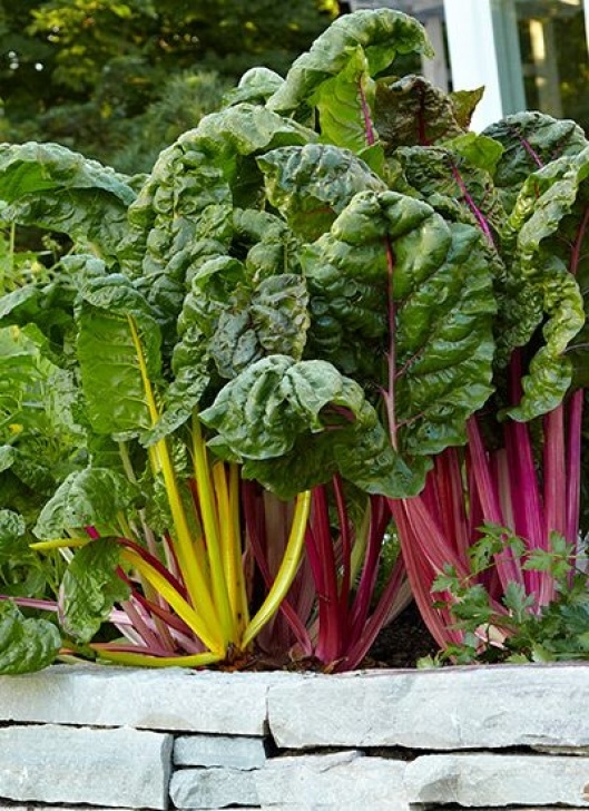 Swiss Chard Companion Plants How To Grow Your Own Greens | Edible Garden, Organic Mulch Photo 991