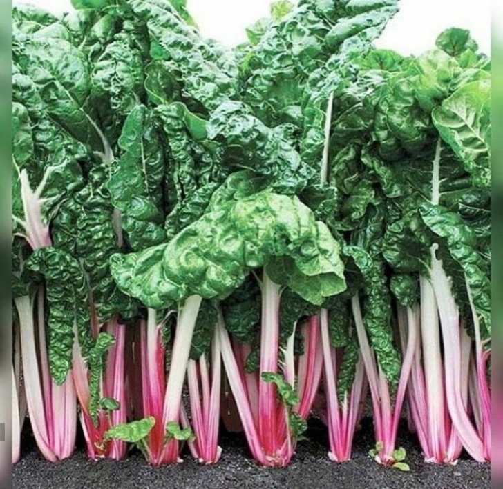 Swiss Chard Companion Plants Pin By T On میوه | Companion Planting, Organic Seeds, Chard Image 941
