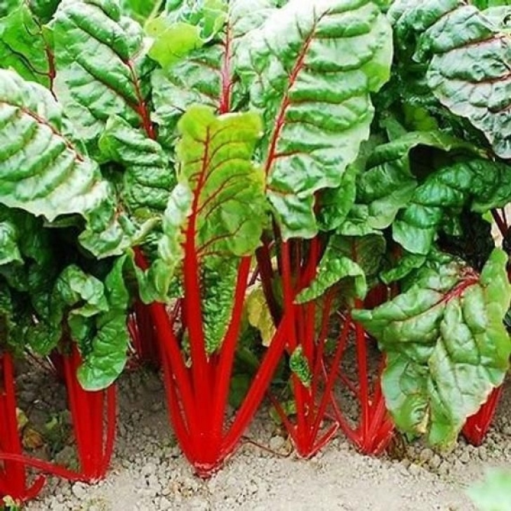 Swiss Chard Companion Plants Vegetable – Swiss Chard Rhubarb Red – 350 Seeds – Beta Picture 662