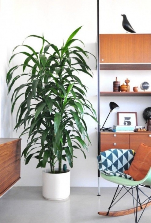Tall Low Light Plants 10 Non-Toxic Plants For Your Nursery | Tall Indoor Plants Photo 683