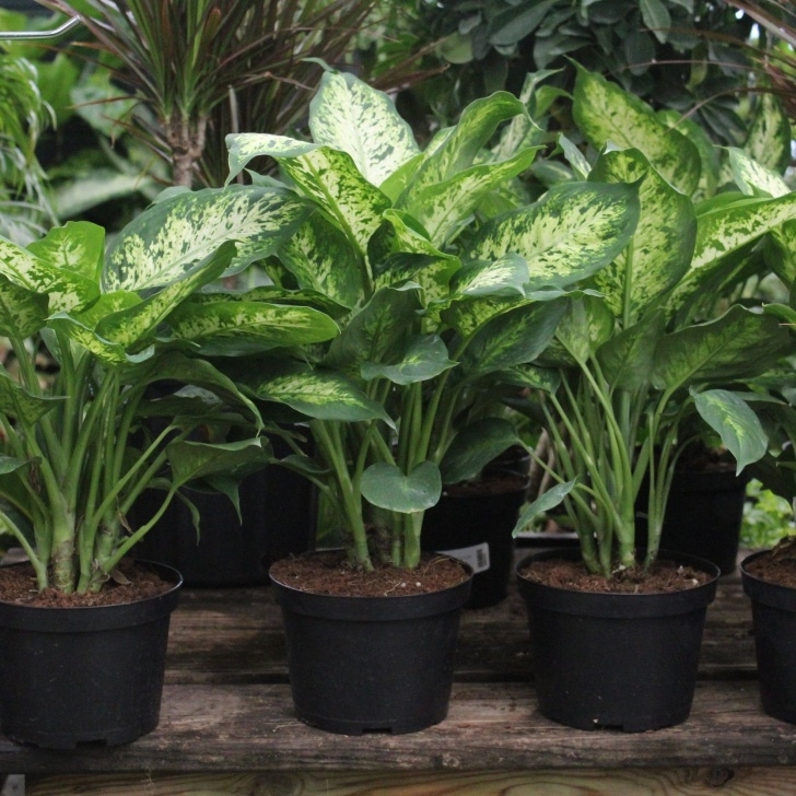 Tall Low Light Plants 7 Low Light Houseplants | Plants, Indoor Plants, House Plants Image 691