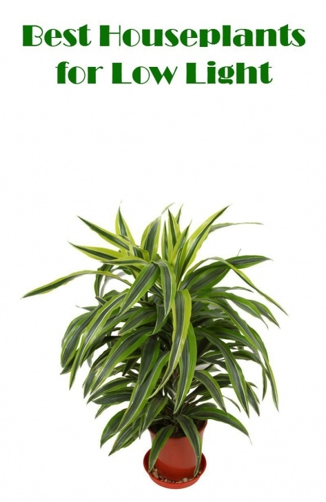 Tall Low Light Plants Best Houseplants For Low Light | Low Light Plants, House Image 511