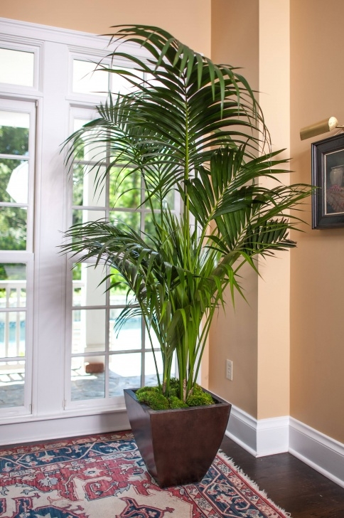 Tall Low Light Plants Kentia Palm Large High Quality Tropical Plants Shipped To Photo 690
