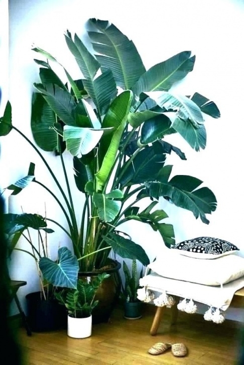 Tall Low Light Plants Low Light Tall Indoor Plants: Live Greenery Adds A Touch Photo 714