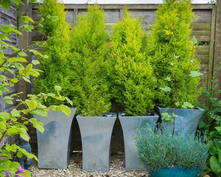 Tall Trees For Small Gardens 11 Most Essential Container Garden Design Tips | Designing Photo 488