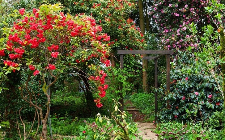 Tall Trees For Small Gardens Don’t Downsize Your Trees, Upsize A Shrub - Telegraph Image 232