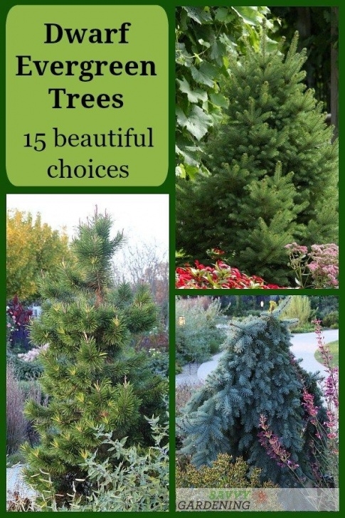 Tall Trees For Small Gardens Dwarf Evergreen Trees: 15 Exceptional Choices For The Yard Photo 989