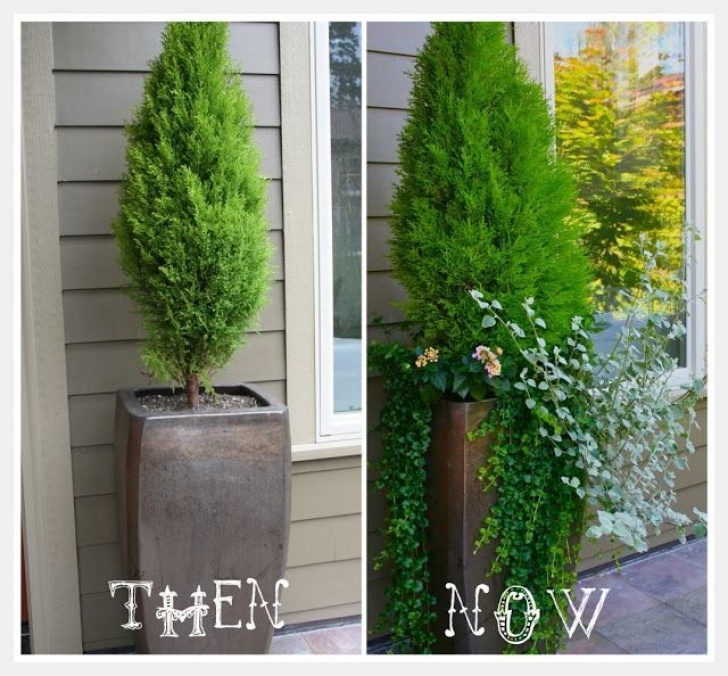 Tall Trees For Small Gardens Tall Potted Plants In Front Yard? Never Considered That Image 092