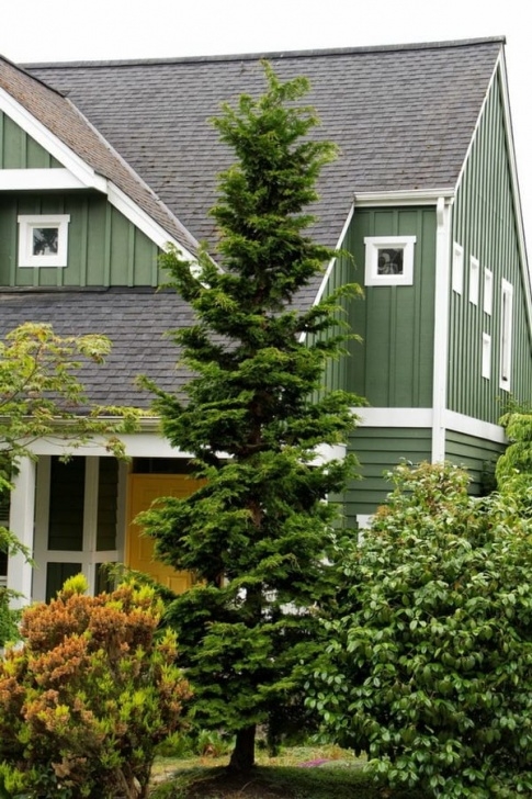 Tall Trees For Small Gardens Trees For The Garden - Tips & Ideas For Large And Small Picture 584