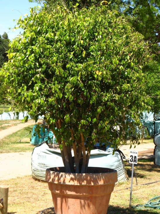 Tall Trees For Small Gardens Trees South Africa - Small Garden - Containerised Gardens Picture 600