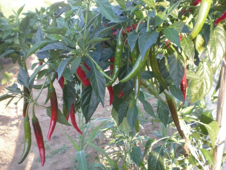 Thai Chili Pepper Plant (30+) Thai Hot Pepper Seeds | Ebay Picture 193