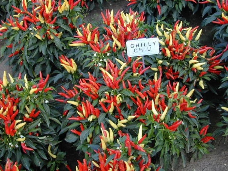 Thai Chili Pepper Plant 60 Ornamental Pepper Chilly Chili Live Plants Plugs Garden Photo 791