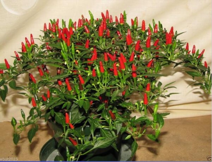 Thai Chili Pepper Plant Capsicum Annuum Plant Reviews - Online Shopping Capsicum Image 791