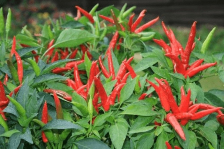 Thai Chili Pepper Plant Chili Thai Super F1 10 St Frön På Tradera Picture 579