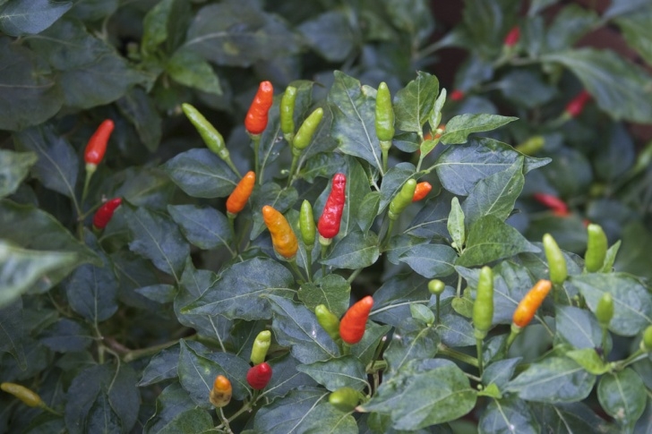 Thai Chili Pepper Plant Chilli | Eat Fat And Grow Fit Image 122