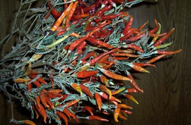 Thai Chili Pepper Plant Looking For Specialty Hot Pepper Seeds? - Culinary Arts Image 041