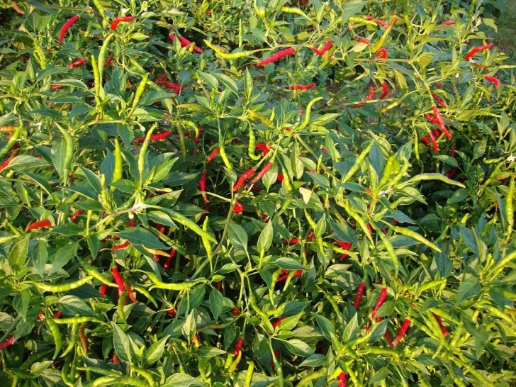 Thai Chili Pepper Plant Walnut Spinney: This Year'S Hot Pepper Sauce Picture 580