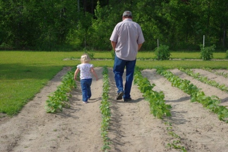 The Gardener Landscaping Photo: Walking The Garden | Thriftyfun Image 099