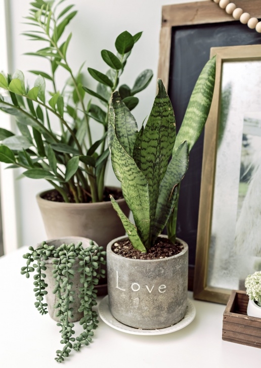 The House Plant Nursery 25+ Stems, Plants, Topiaries &amp; Vessels To Beat The Winter Picture 074