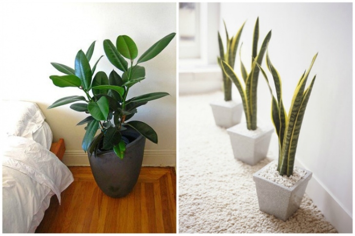 The House Plant Nursery 3 House Plants That Can Purify The Air At Home Image 987