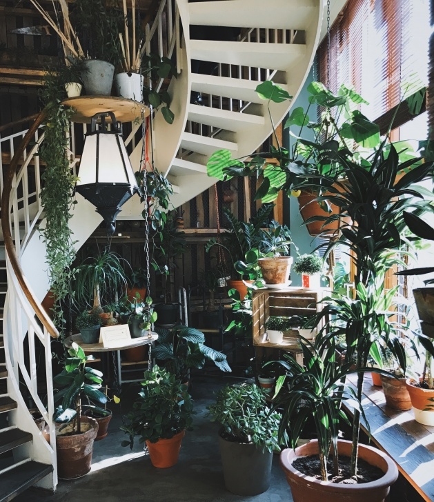 The House Plant Nursery 7 Gorgeous House Plants That Hail From The Rainforest Photo 398