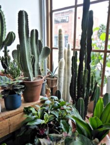 The House Plant Nursery Gardening 101: Totem Pole Cactus - Gardenista Image 424