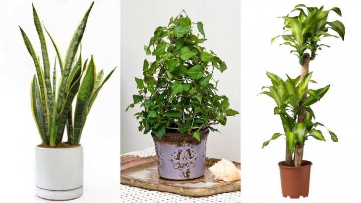 The House Plant Nursery Get Rid Of Mold Successfully With These Common House Photo 653