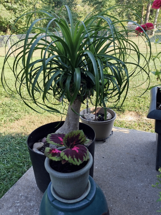 The House Plant Nursery Moving Indoor Plants Outside Photo 220