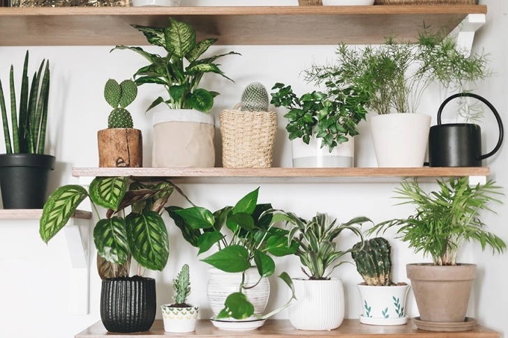 The House Plant Nursery The Best House Plants To Boost Your Mood This Winter Image 994