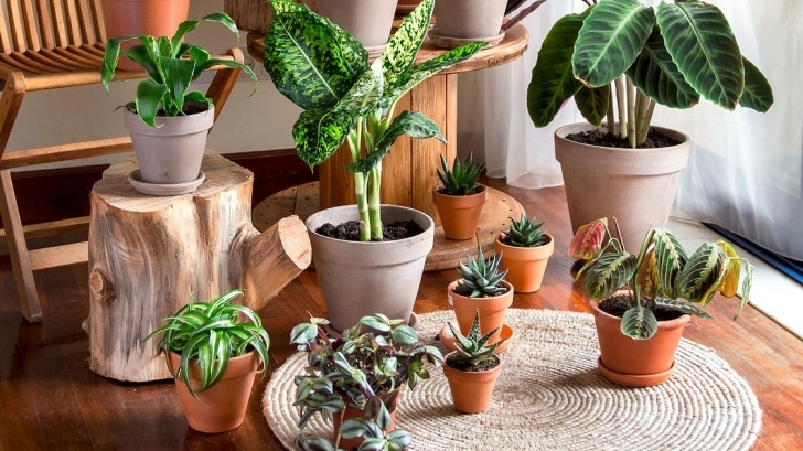 The House Plant Nursery Your Houseplants Are Judging You | The New Yorker Photo 131