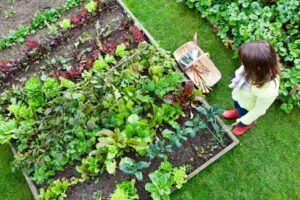 The Vegetable Garden Backyard Vegetable Garden Image 603