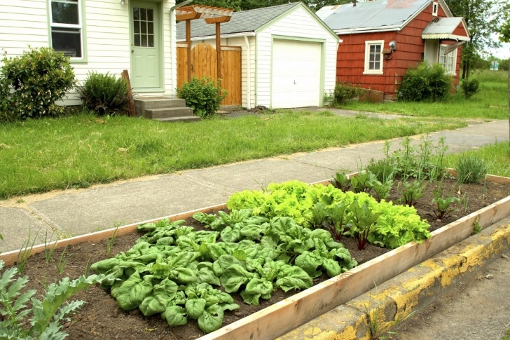 The Vegetable Garden Hell Strip Garden Plan - Tips For Creating Parking Strip Photo 831
