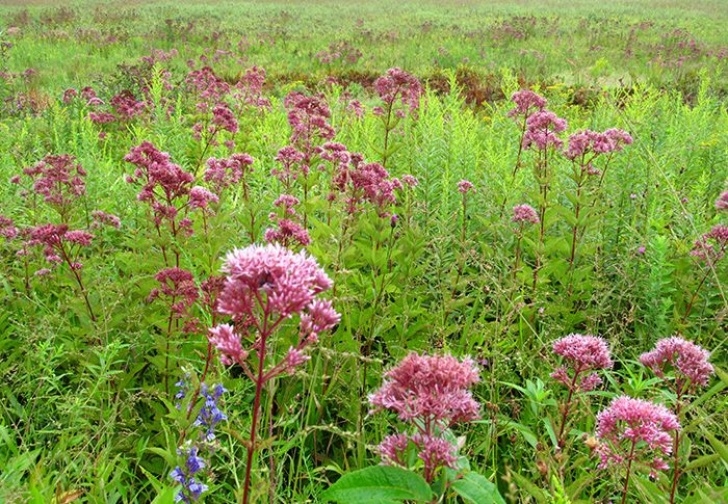 Thomas Rainer Landscape Grounded Design By Thomas Rainer | Sustainable Garden Photo 198
