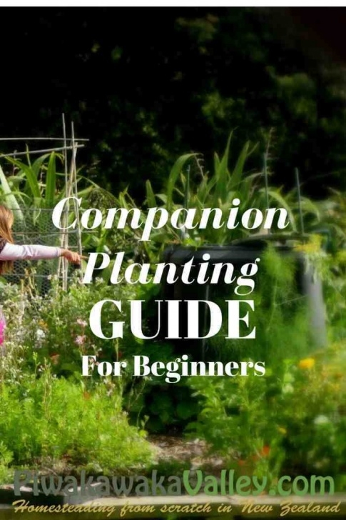 Thyme Companion Planting Companion Planting Chart For Vegetables And Herbs Image 085