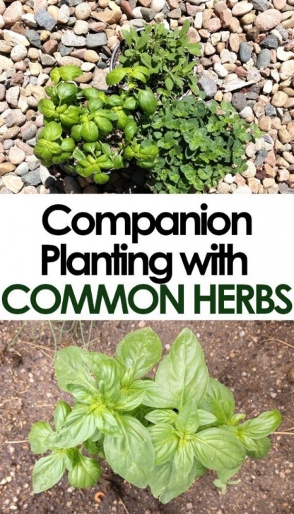 Thyme Companion Planting Companion Planting With Common Herbs Image 483