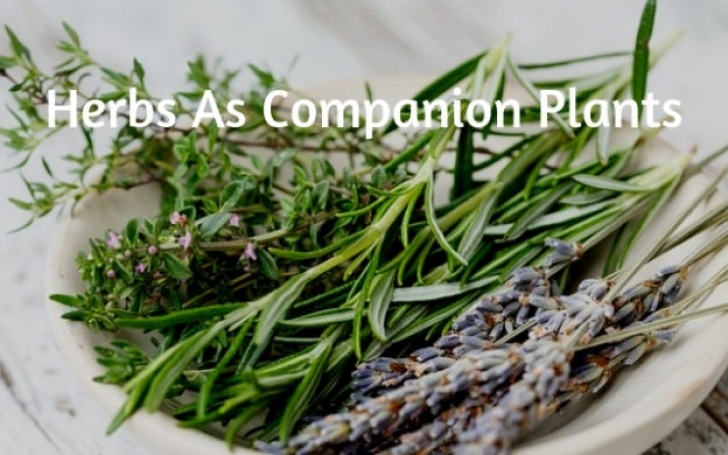 Thyme Companion Planting Herbs As Companion Plants | Growing Guides Image 745