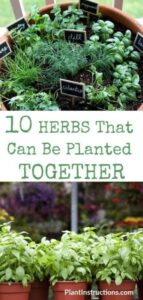 Thyme Companion Planting Herbs That Can Be Planted Together | Plants, Herbs Image 625