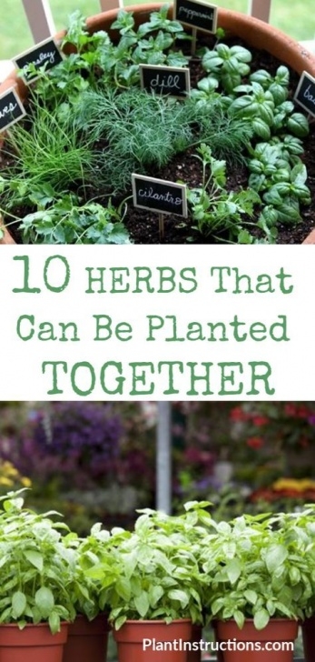 Thyme Companion Planting Herbs That Can Be Planted Together | Plants, Herbs Image 625