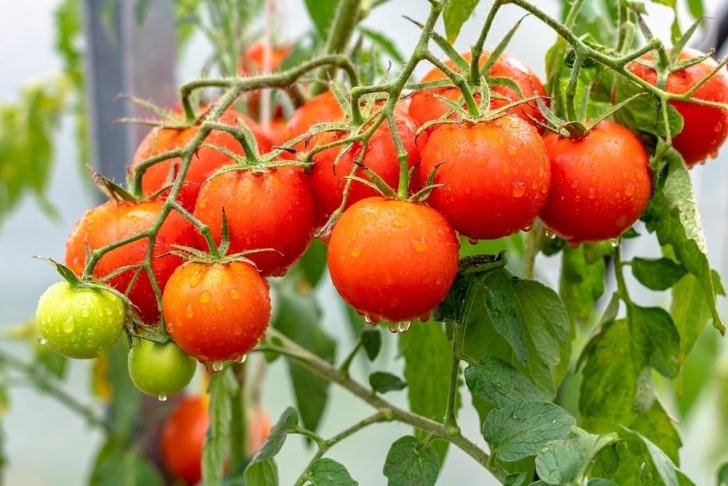 Tomato Companion Plants 10 Tomato Growing Tips For A Bountiful Harvest - Beautiful Picture 111