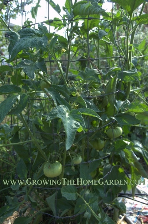 Tomato Companion Plants 5 Great Companion Plants For Tomatoes - Growing The Home Photo 154